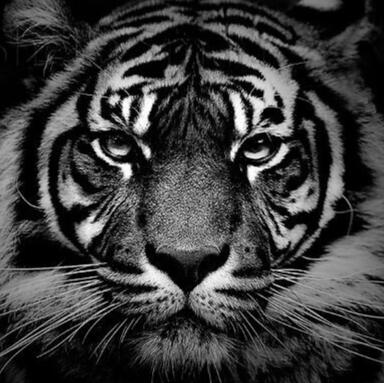 Truth about Tiger King